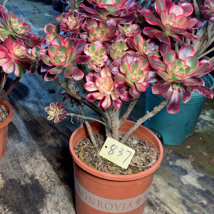 837丽娜多肉一物一拍