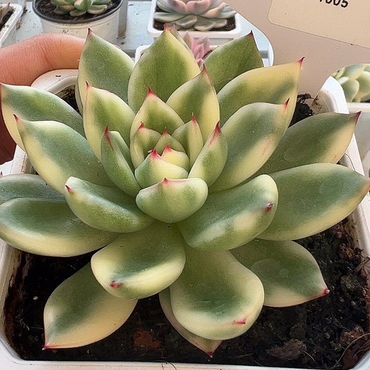 1005号阿诗娜锦多肉