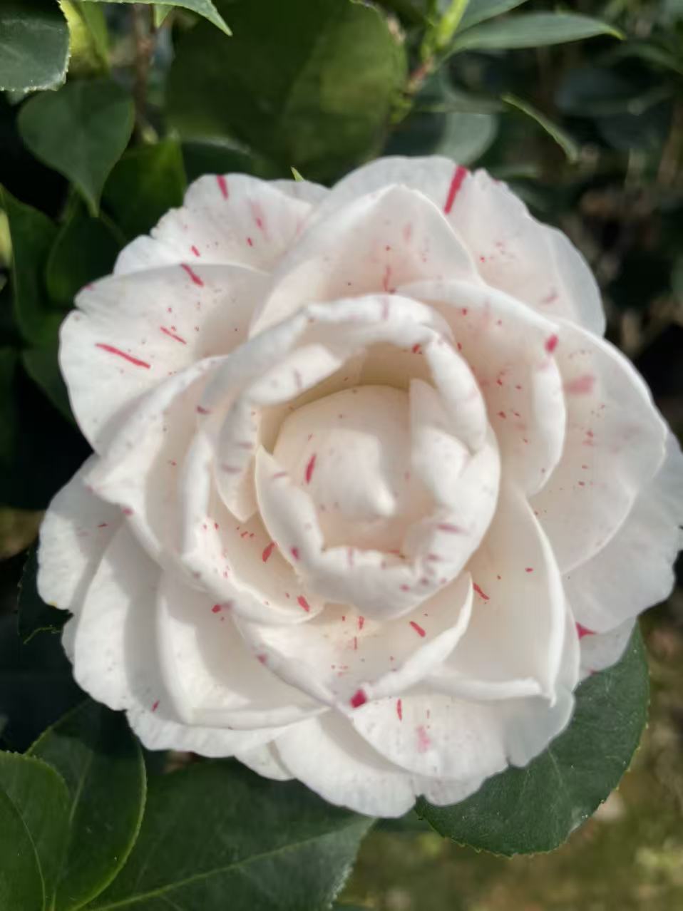 五色赤丹芽变种白喷茶花盆栽稀有耐寒耐热花卉绿植