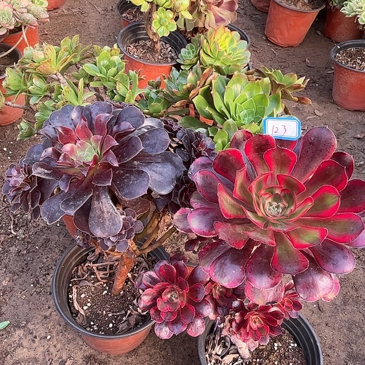 一***上123多肉植物瑕疵特价，