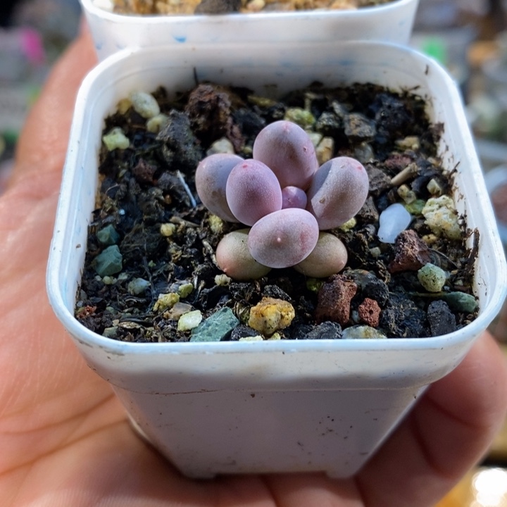 彩虹奶俩一起，无锦苗啊啊啊啊啊