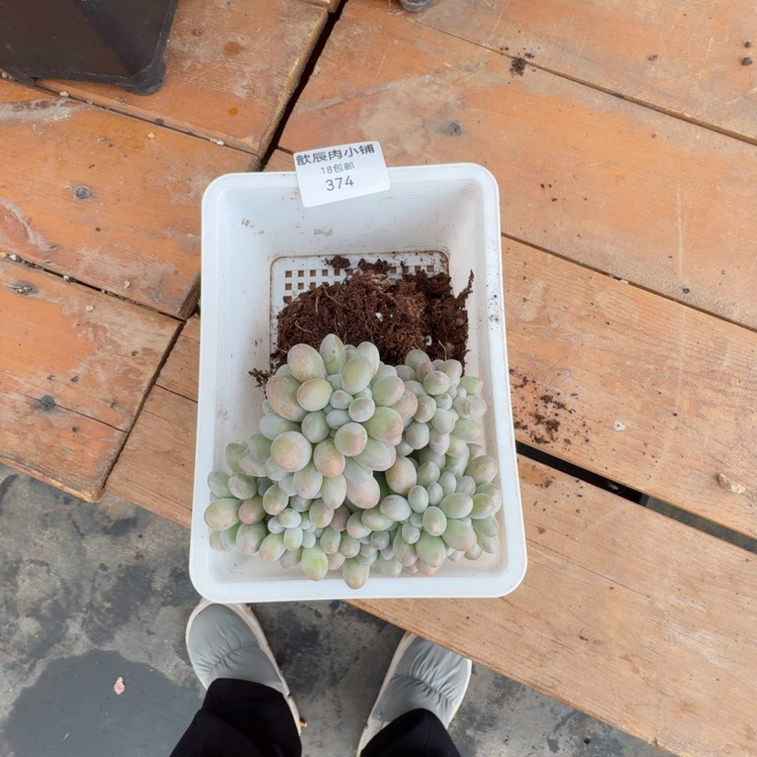 欣*多肉植物汤圆缀374