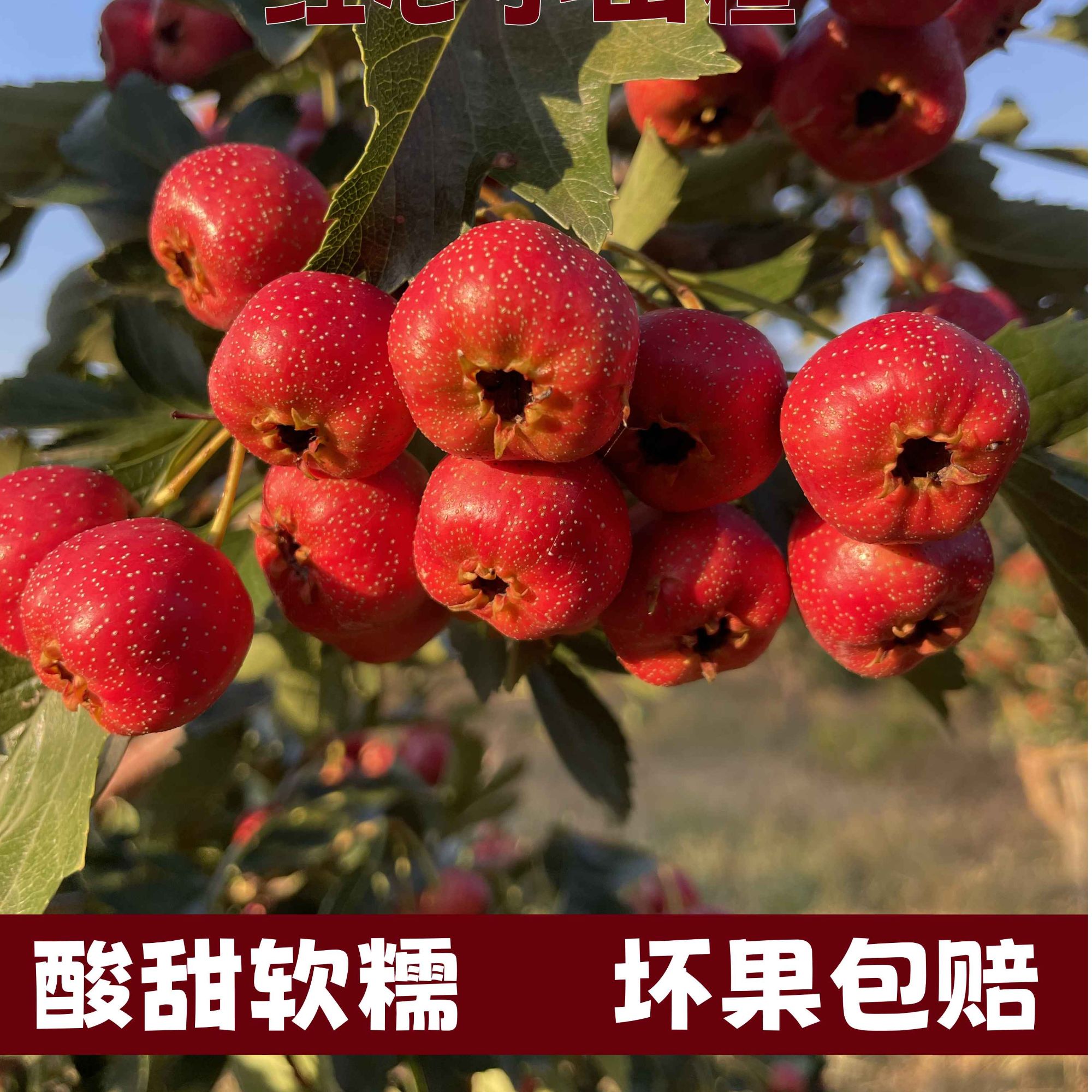 黑石汪【顺丰】沂蒙山新鲜山楂果甜红子小山楂当季水果糖雪球原料