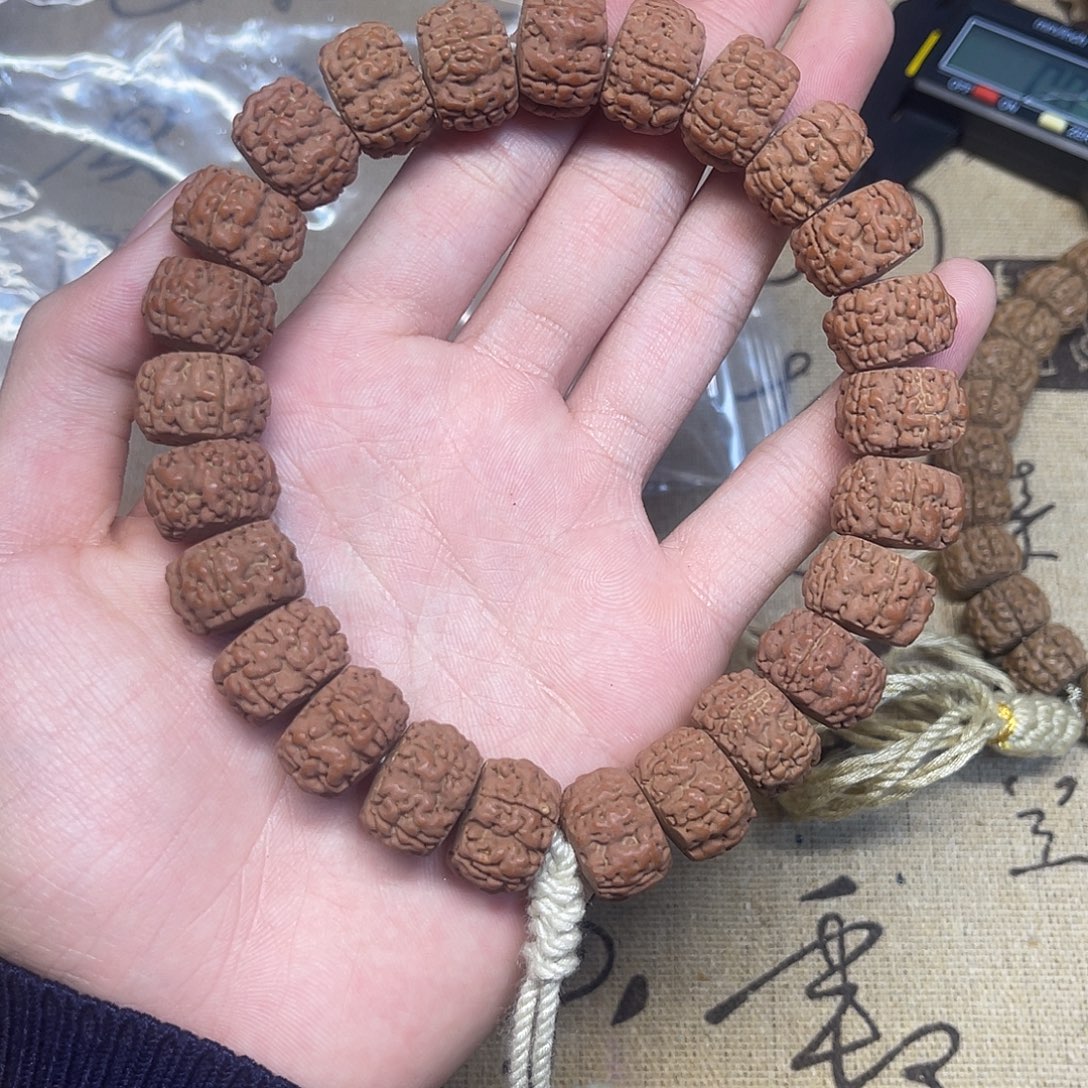 吊坠猴头核桃金刚