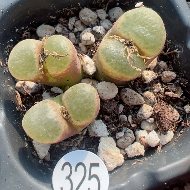 325号11点前111111111111