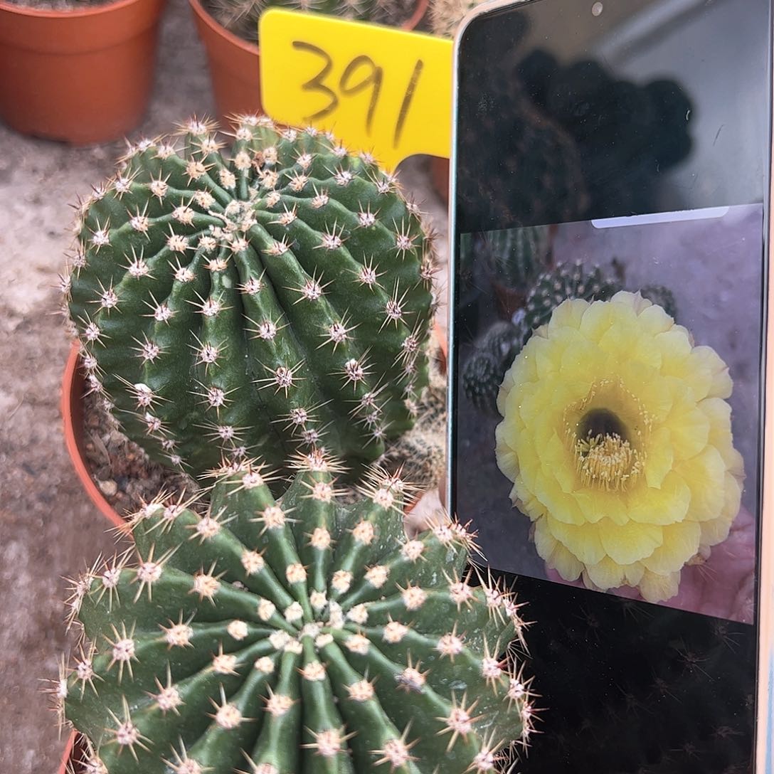 自根娇媚，偏远不包邮