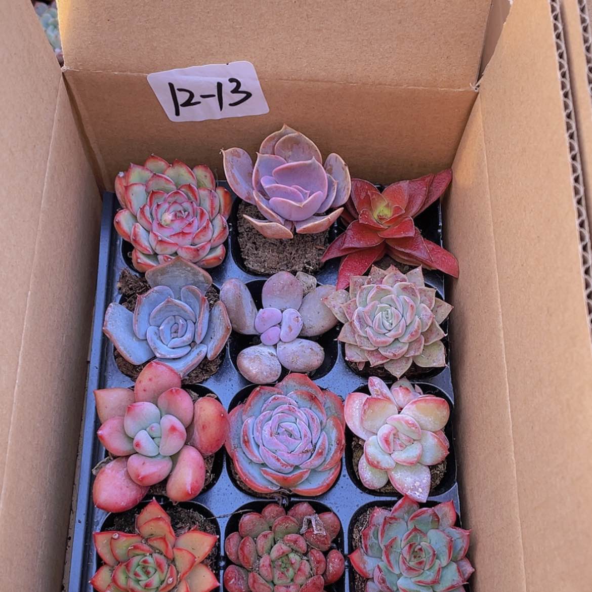 【闪购商品】12颗-13