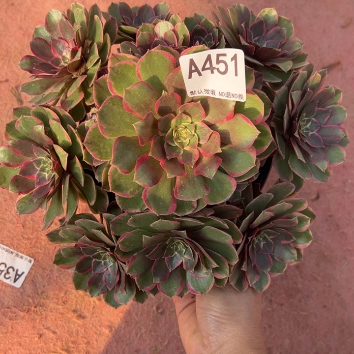 粉花妖多肉植物451.