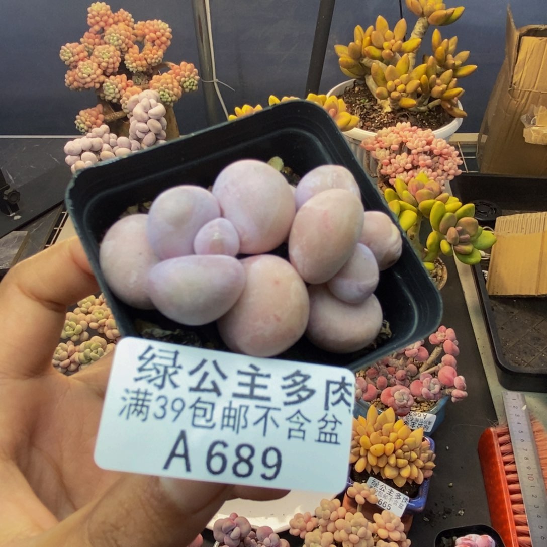 689橙奶多肉肉4c m