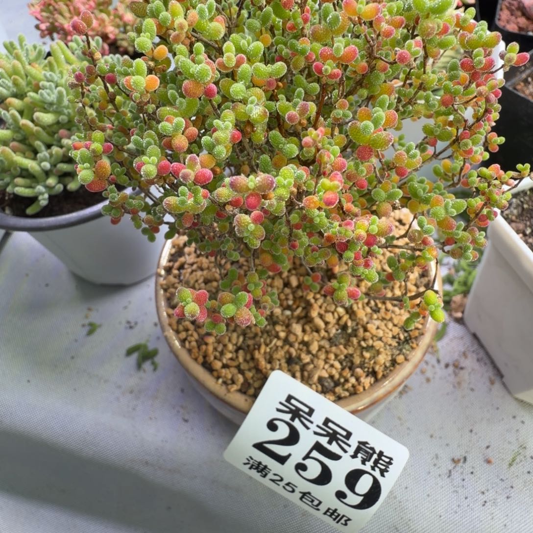 *****枝干番杏259小盆景