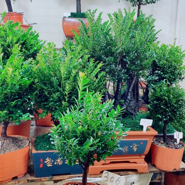 P***Y完全开放306编号紫檀