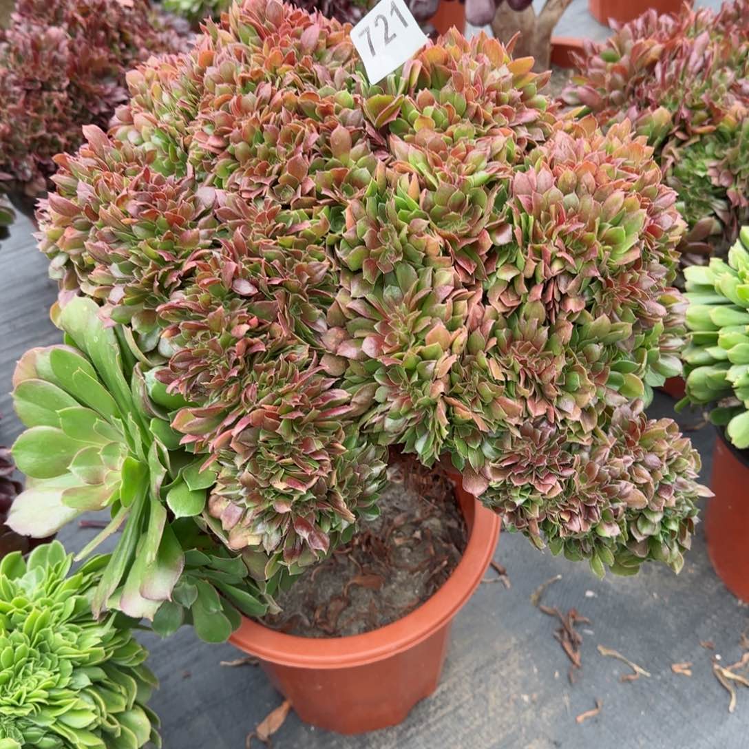721多肉植物玫瑰花