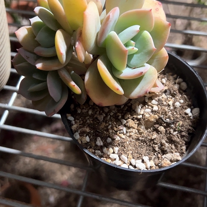 ᨳ****一物一拍多肉白凤