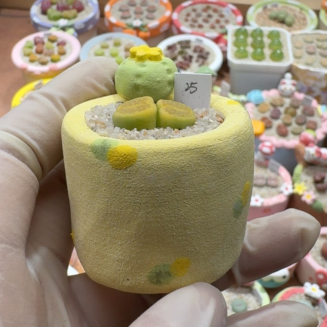 煮***茶1221-014盆盆盆盆p