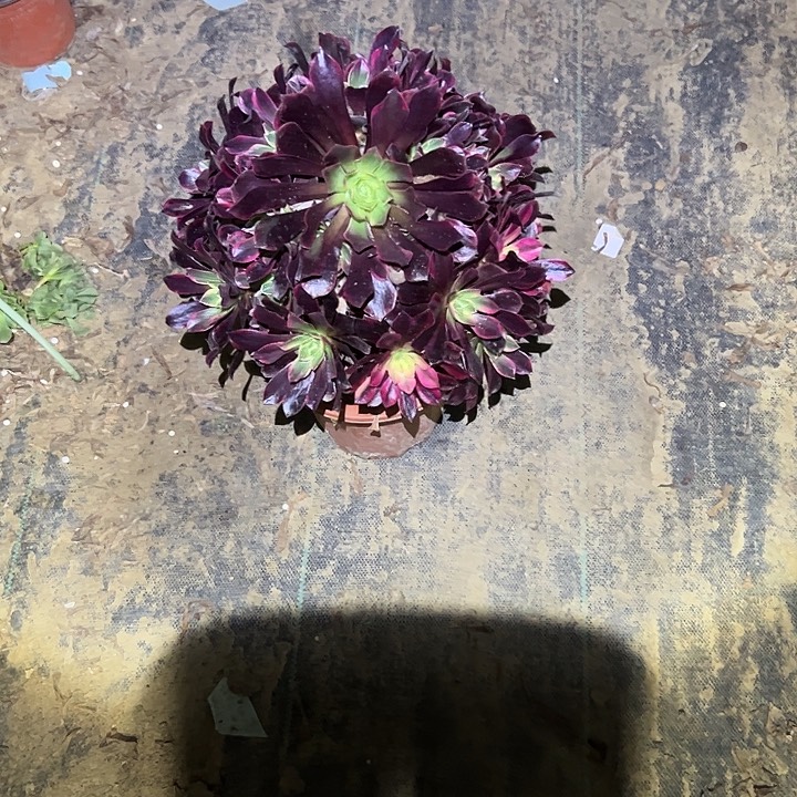 不包侧枝一物一拍65