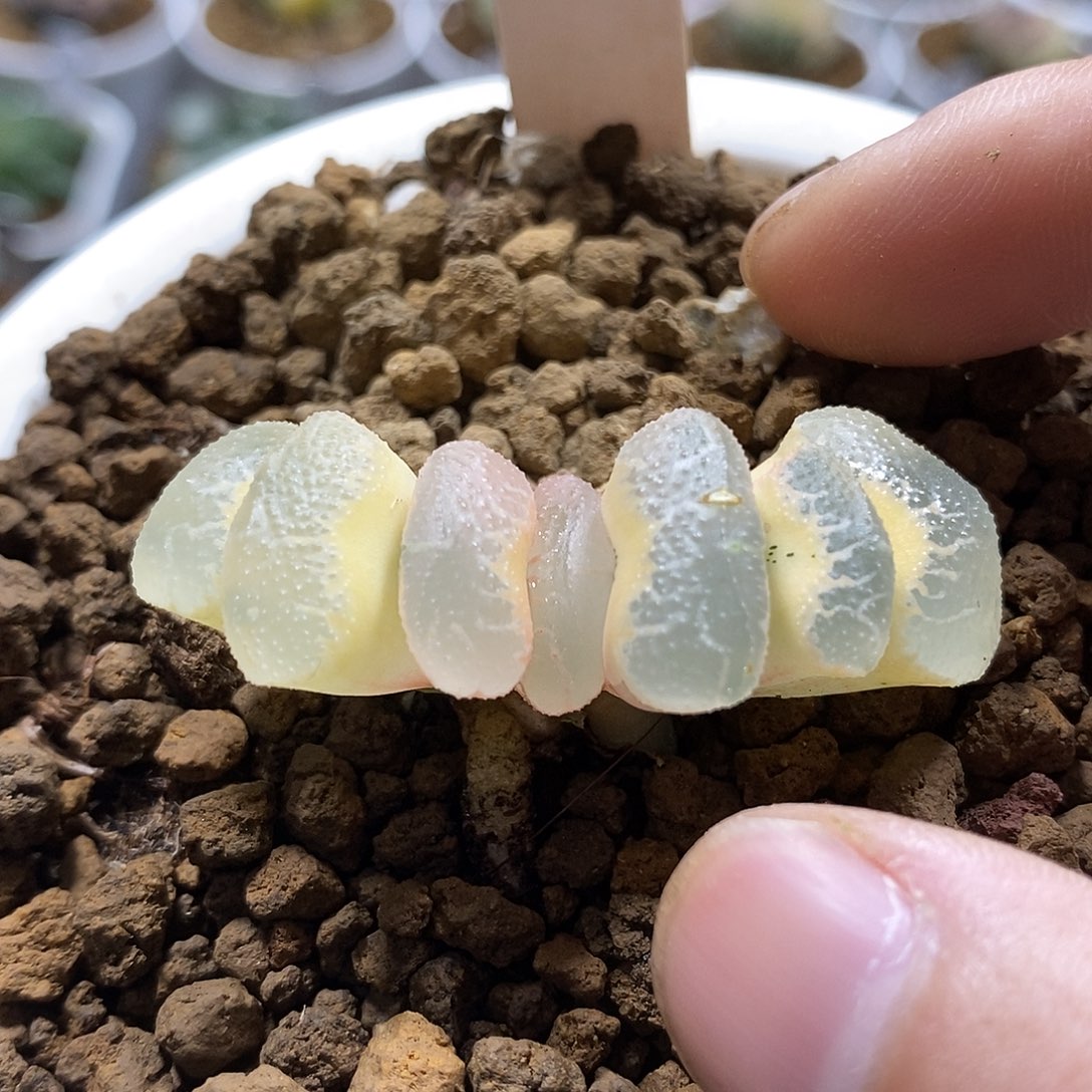 4糊斑浮藻哈哈哈哈哈哈