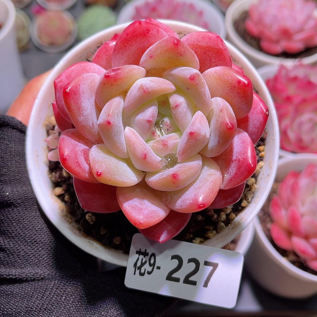 花09-227刚毅单头