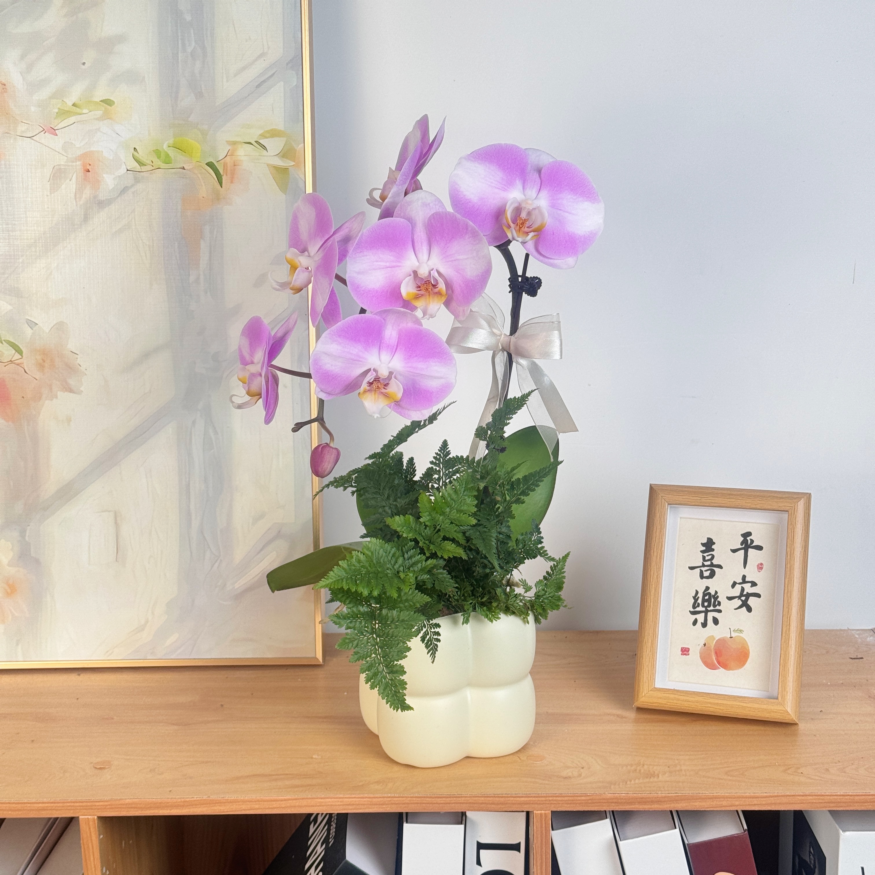 妗画【明星】组盆室内蝴蝶兰花盆栽开花株 四季好养护绿植叶片