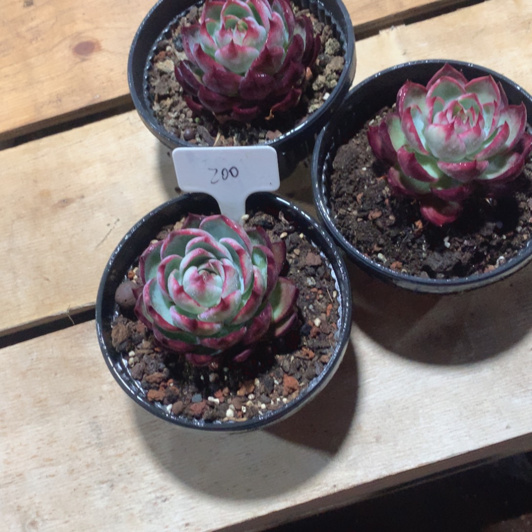 多肉植物多肉植物200惊鸿