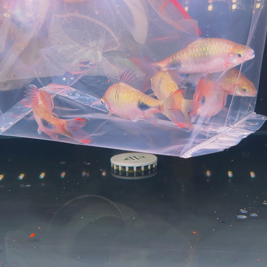 工具鱼克里9厘米6条