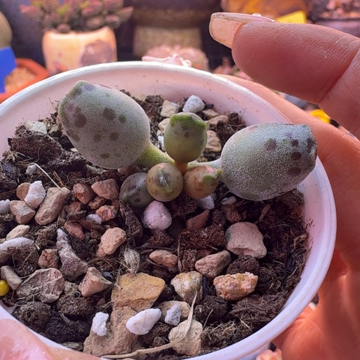 意***助         一物一拍。  