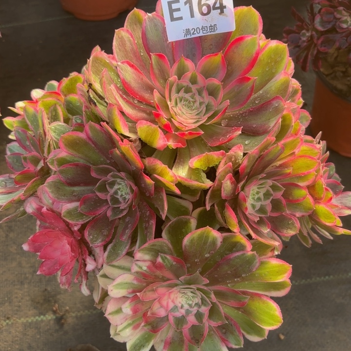 瑞妈多肉植物，164.孔雀翎