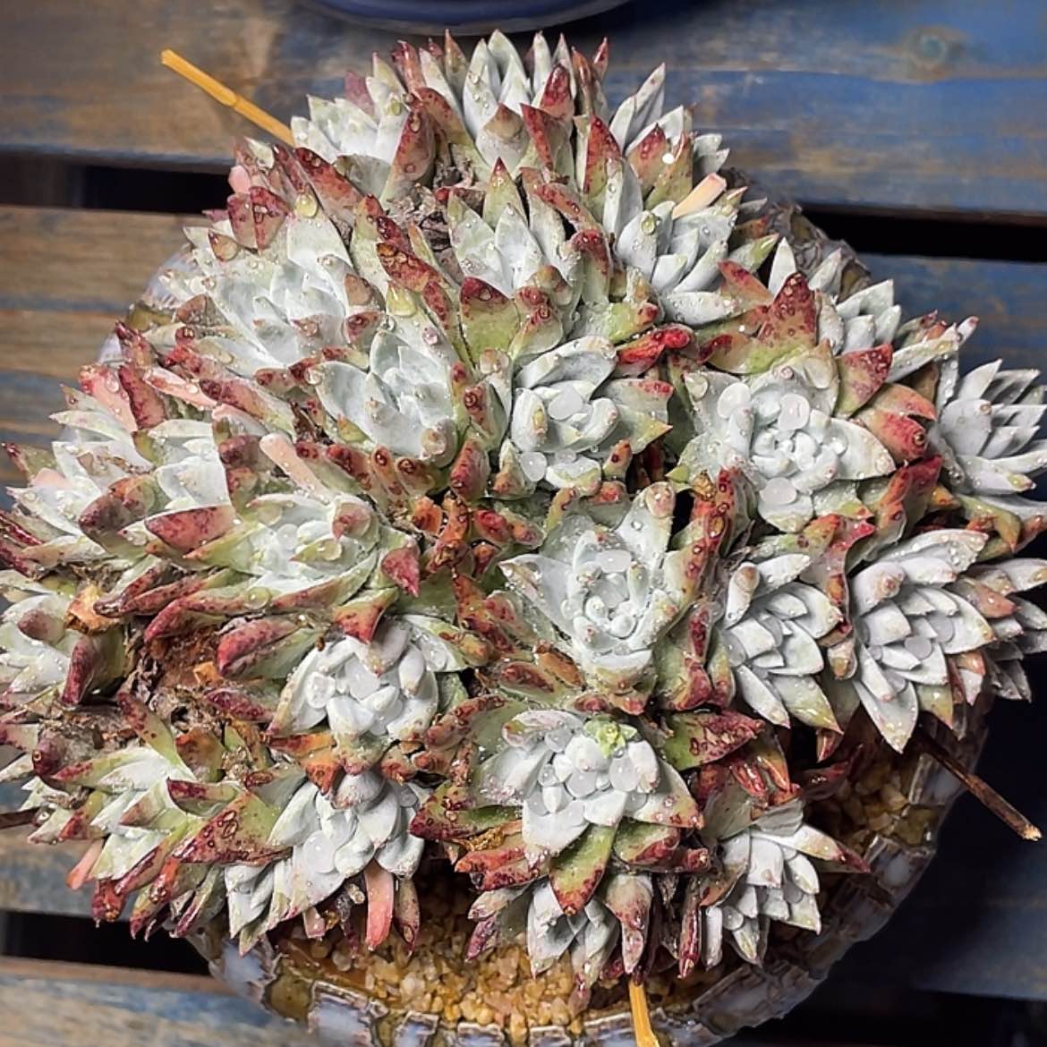 【闪购商品】白菊苹果叶