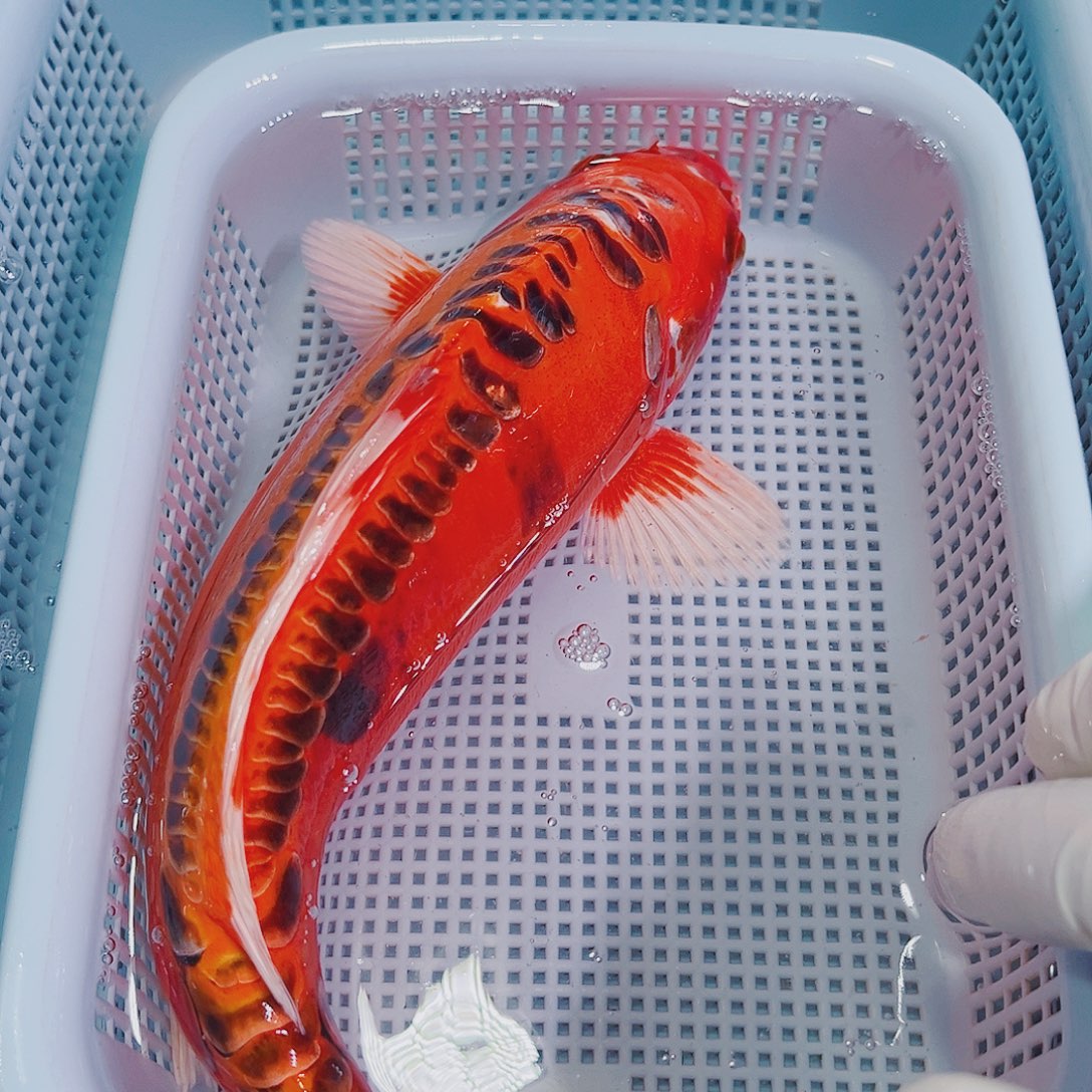 锦鲤锦鲤冷水鱼观赏123