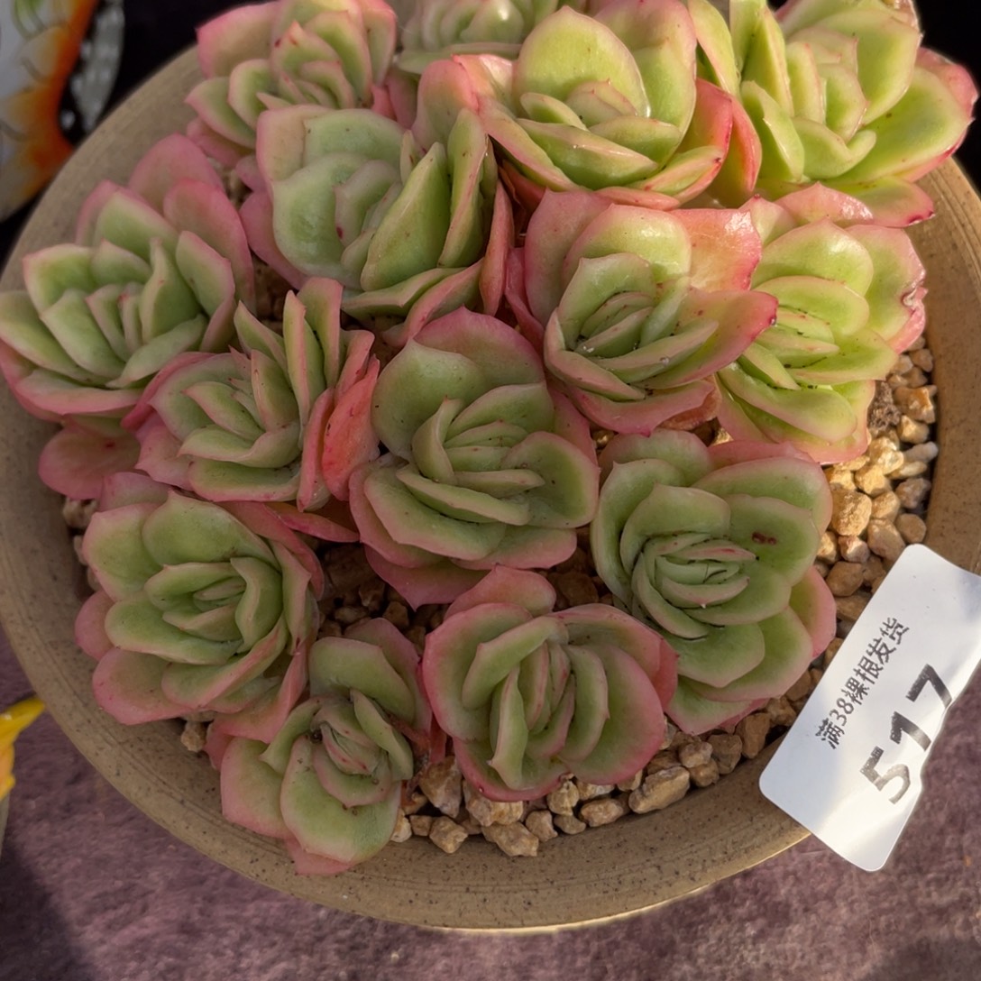 彩****517冰玫瑰锦群生多肉植物