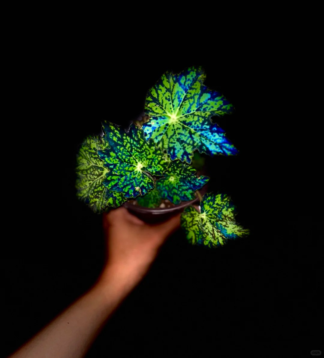 幻境秋海棠秋海棠热植优选盆栽轻微叶损不包