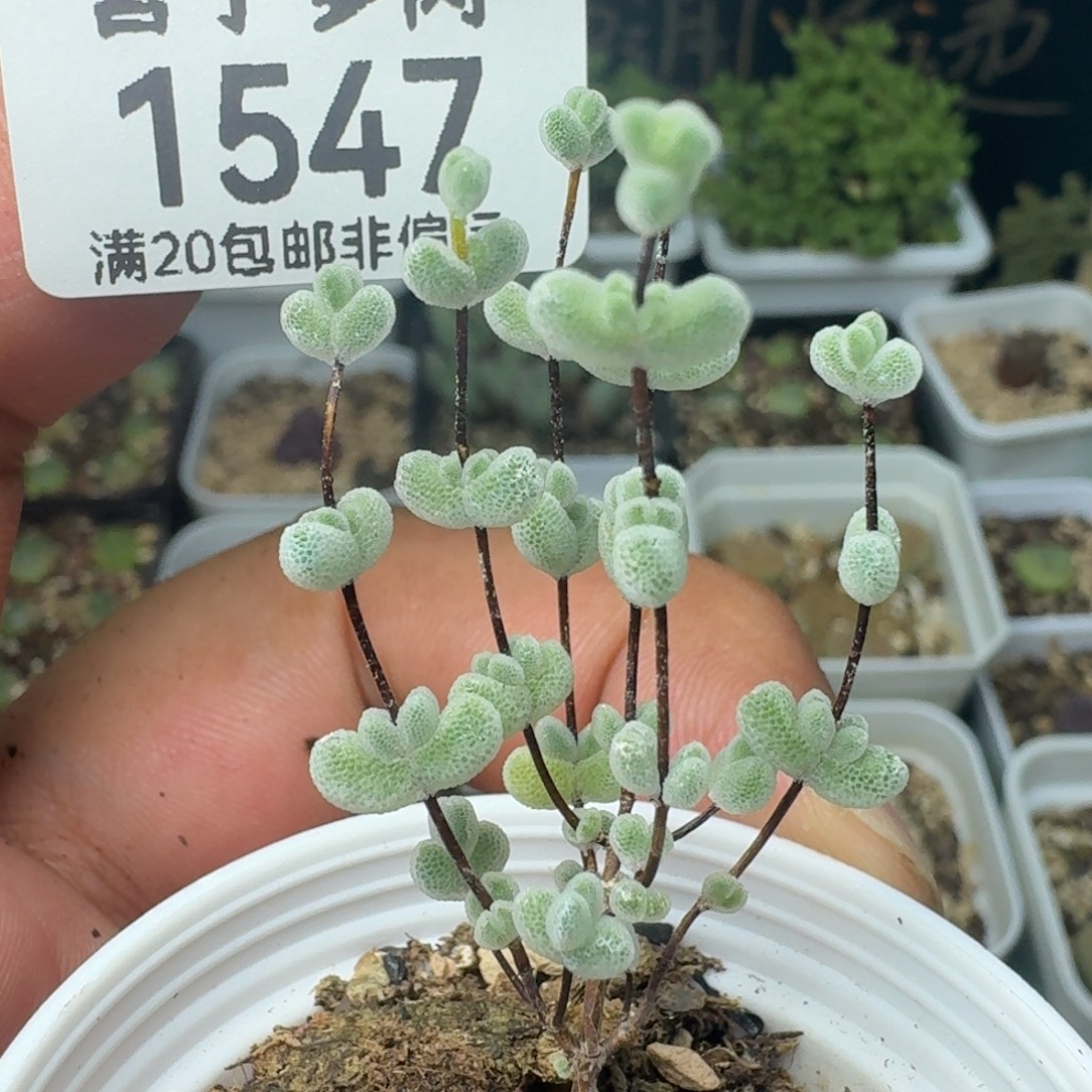 莱斯带盆土。             