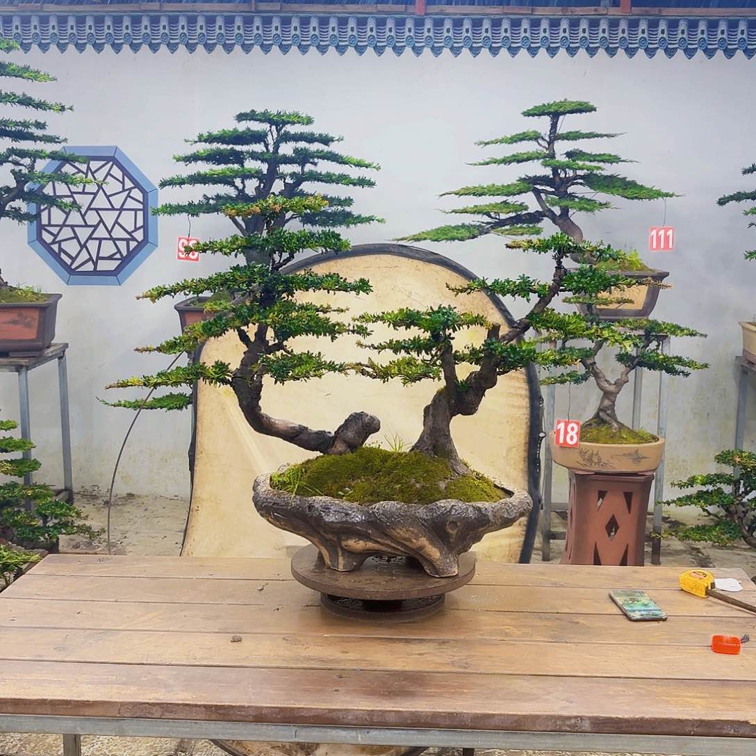 木红芽罗汉松带盆补差价