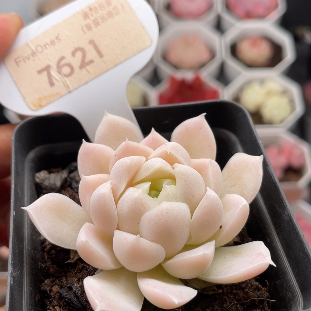 白月影7621-5.5厘米