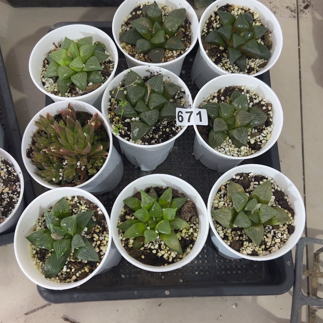 脱土十二卷多肉植物满足够