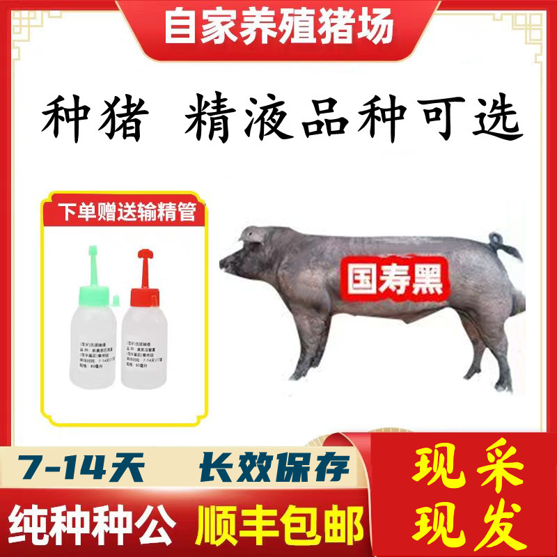 【国寿黑】种猪优质精液批发品种可选一件包邮原种恒温箱发货包对版