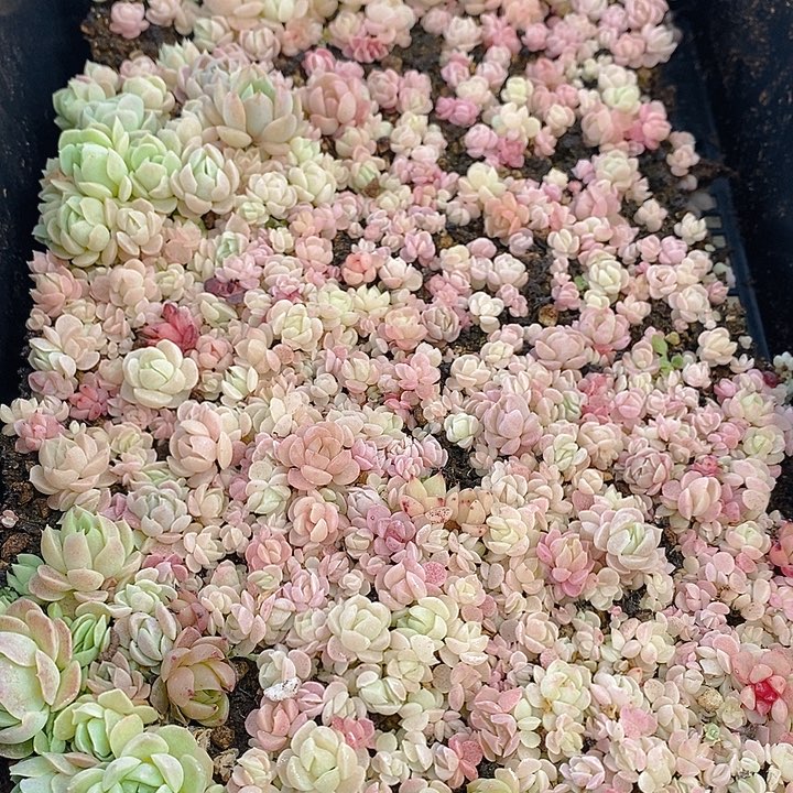 224 多肉植物盆栽花卉植物