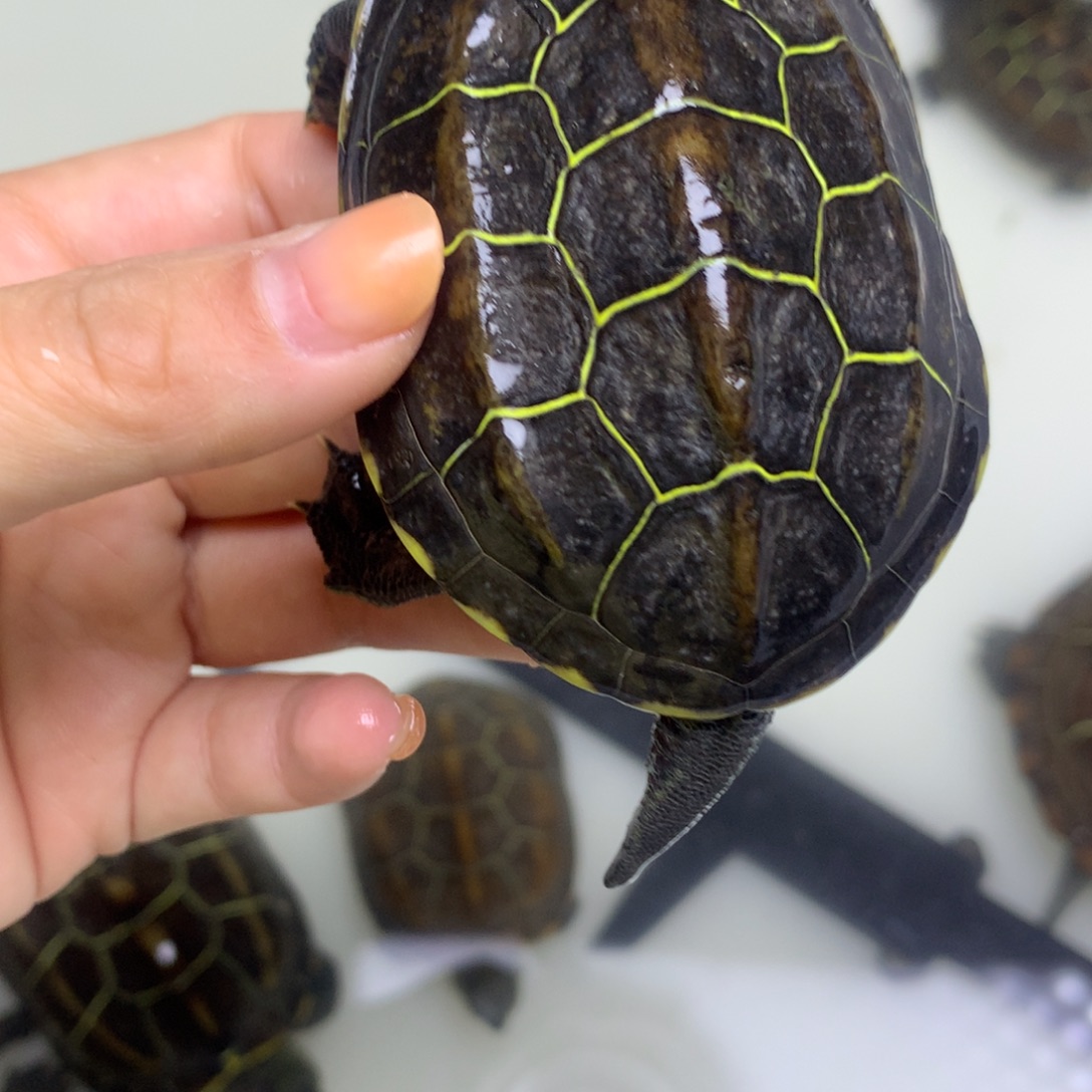 绿毛龟母中华草龟不分公母