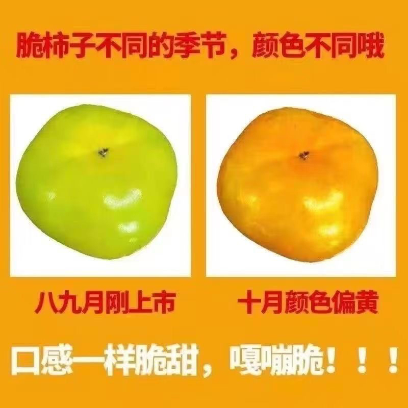 云南新鲜采摘无核脆柿子应季水果