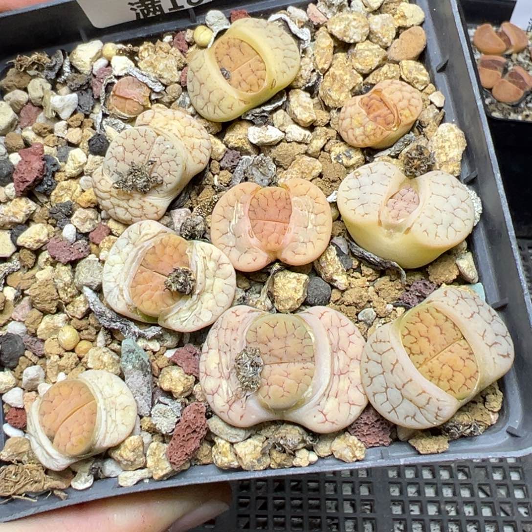 【闪购商品】349……