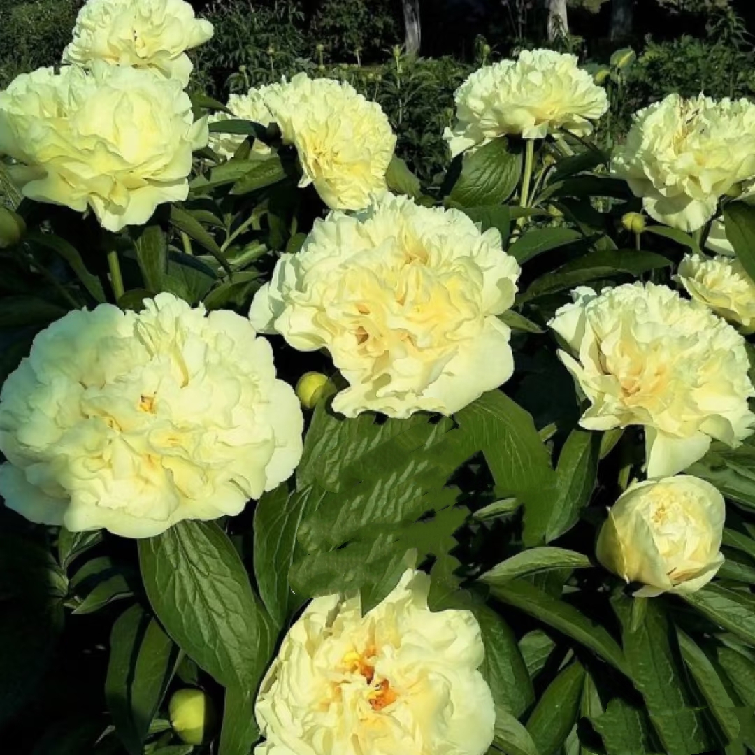 【阳光女孩】荷兰进口观赏芍药黄色系浓香长势强庭院花卉耐寒耐旱
