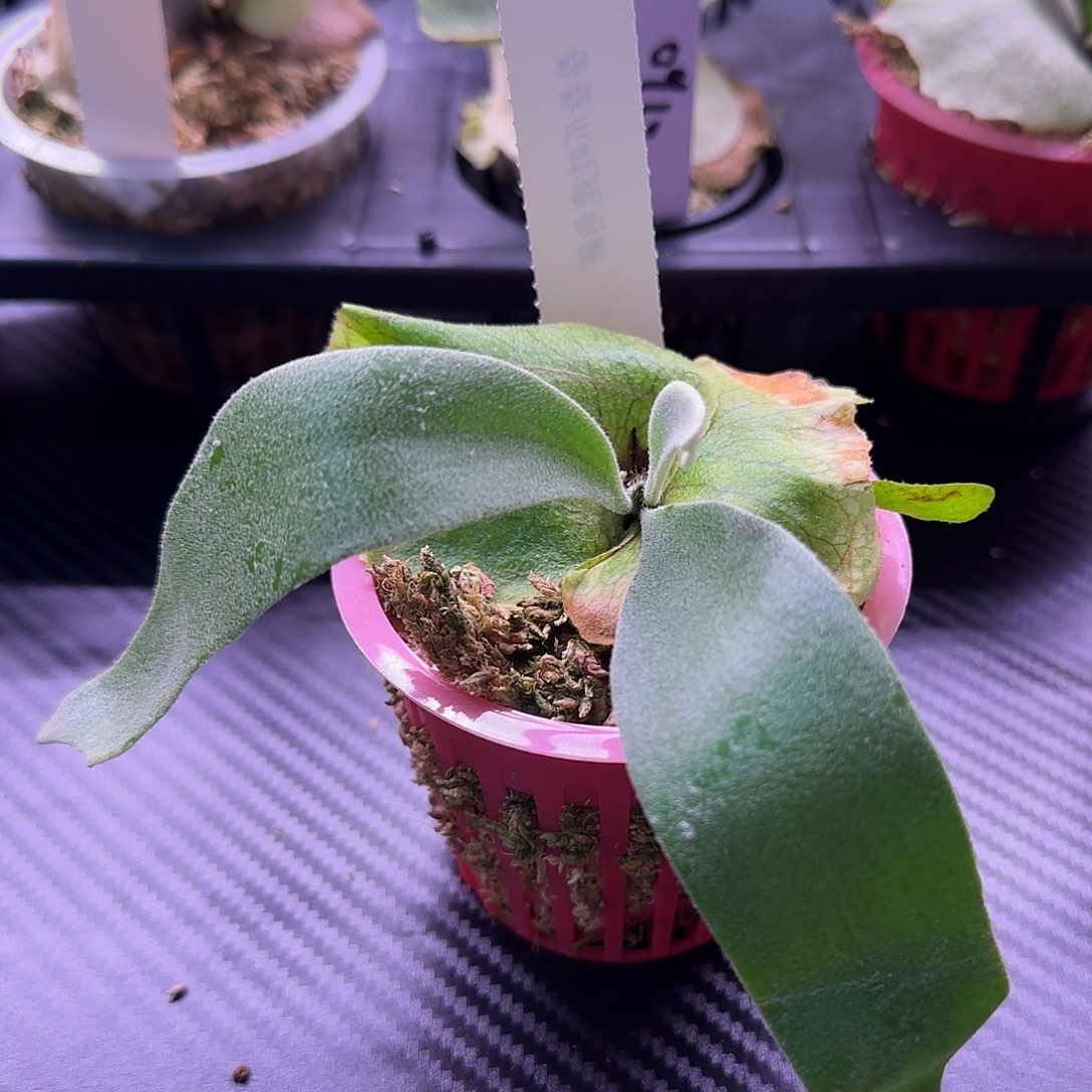 卷卷爪哇鹿角蕨孢子苗
