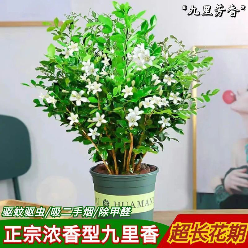 【直播福利】九里香盆栽驱蚊虫植物室内盆景花卉四季千里眼树苗开花