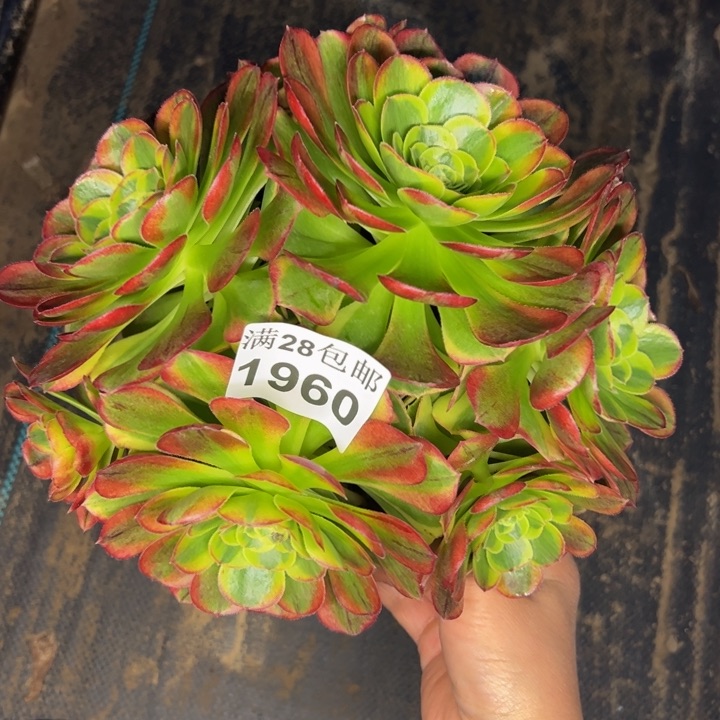 1960南奶白多肉植物