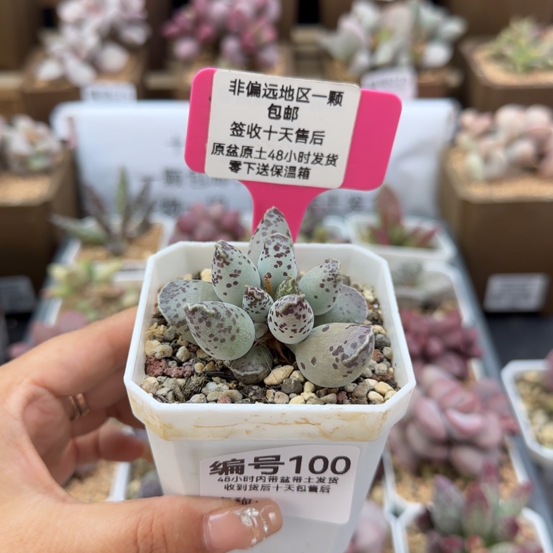 100白肌海报多肉植物