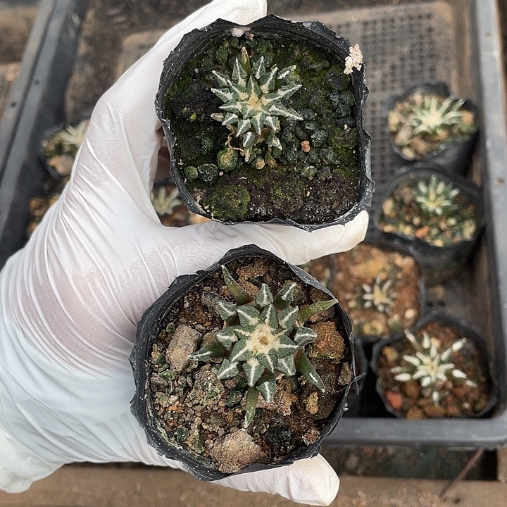 实生黑牡丹姬牡丹2颗特价