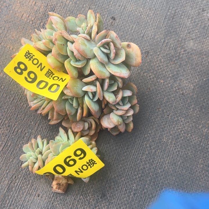 68.血凤朵朵群送69