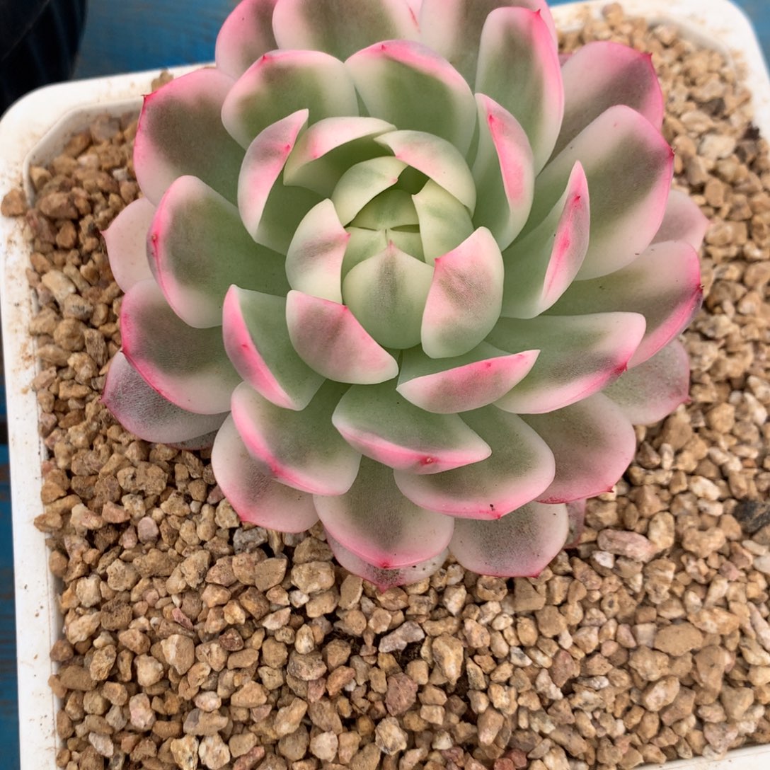 欣***贝粉水晶000000000000