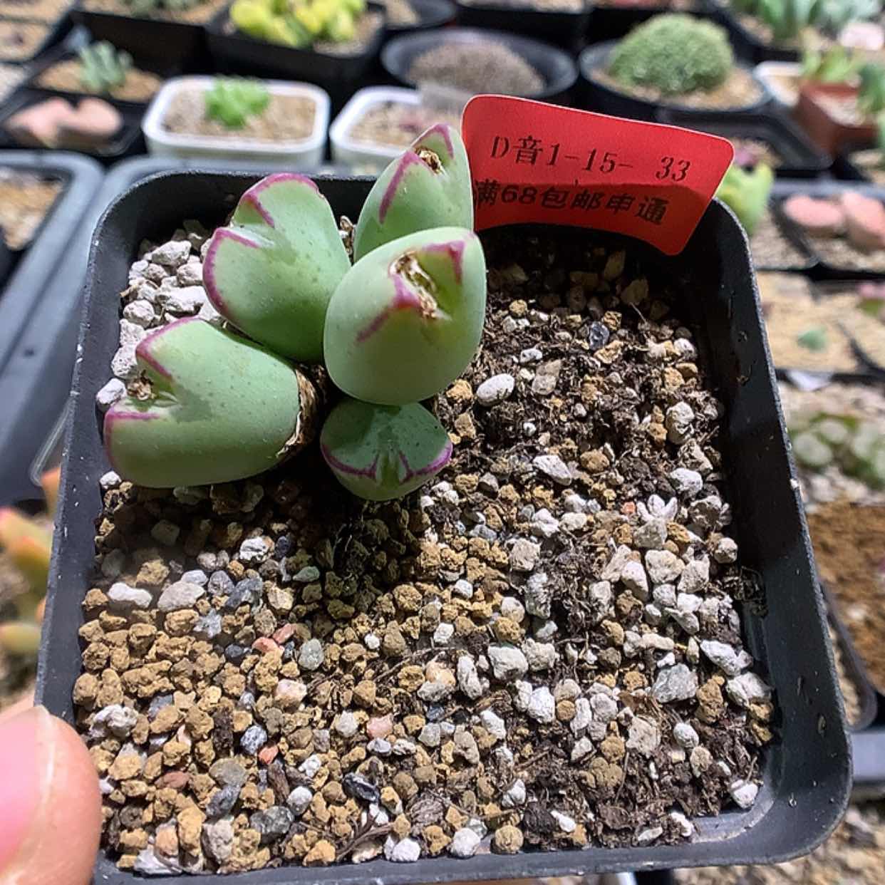 【闪购商品】1-15-33 少将一群特25