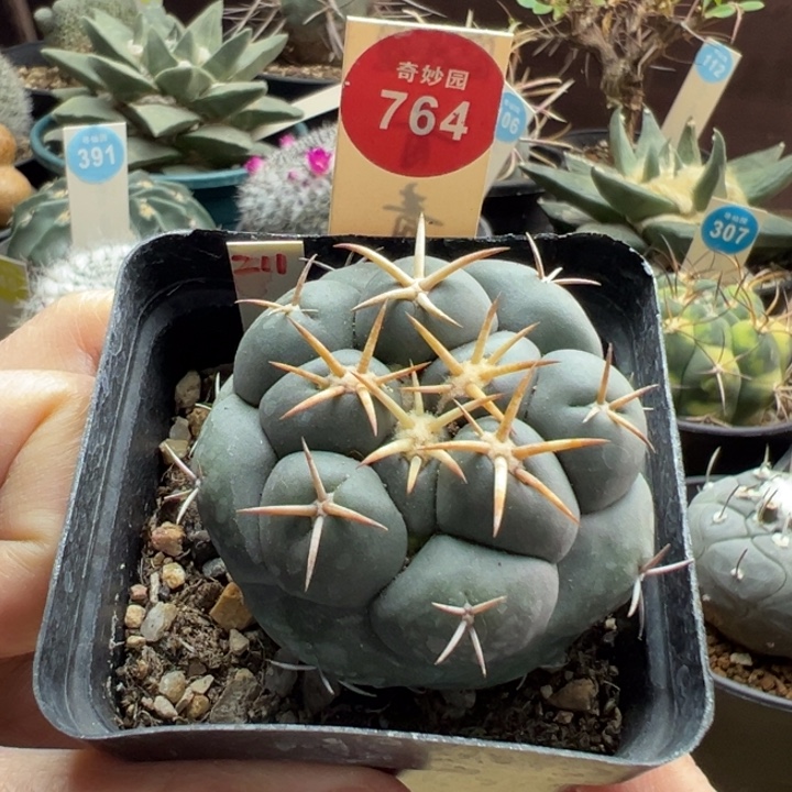 实生安宅象牙一棵5.1cm