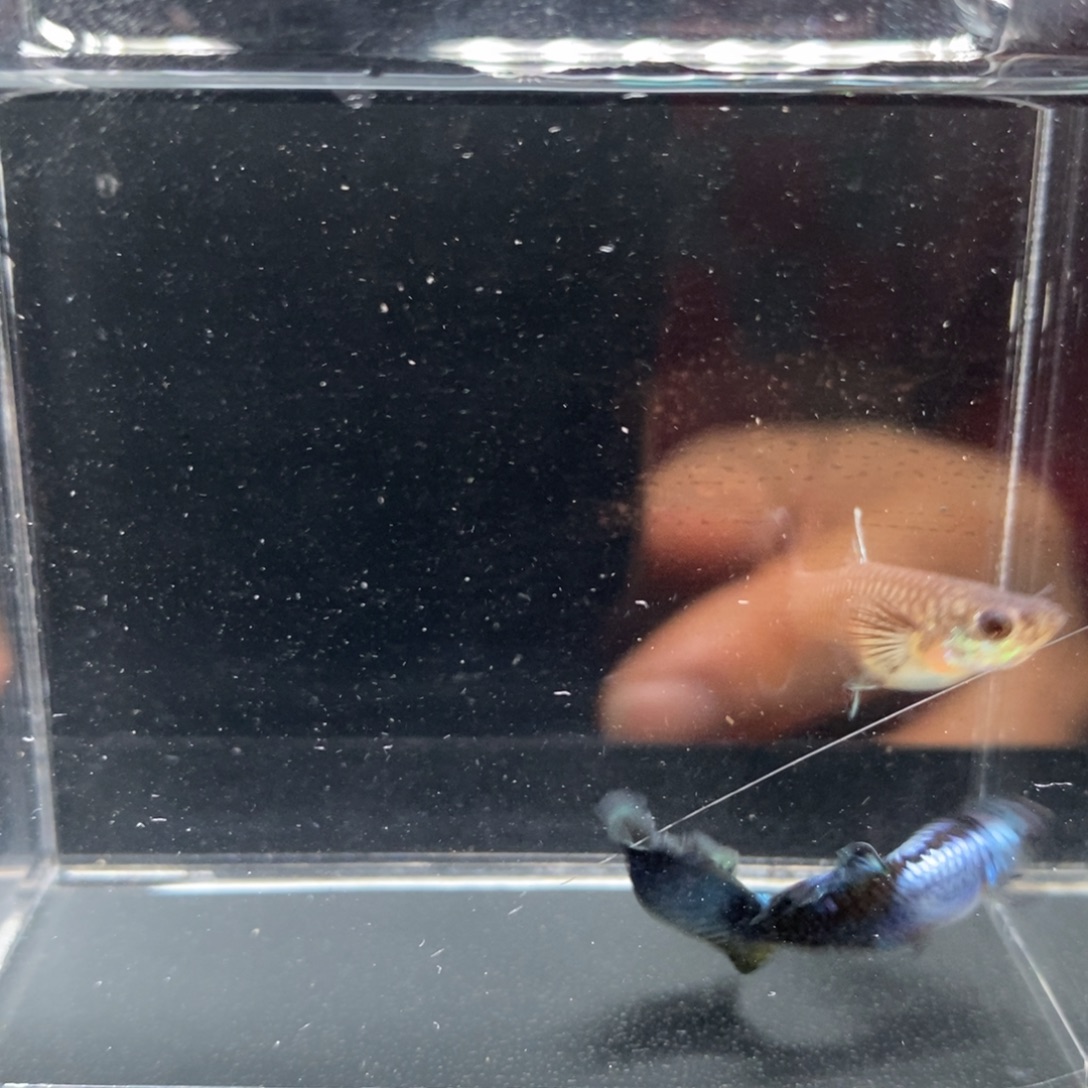 孔雀鱼圣罗兰艾尔银一对